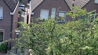 13 Levy Van Wilgen Gay Sex  Porn